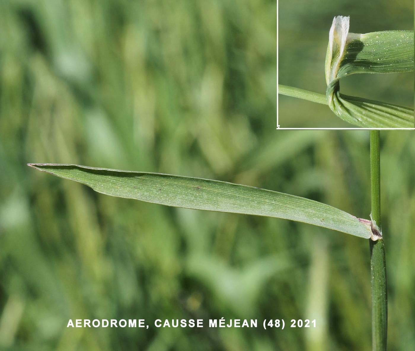 Fox-tail, Slender leaf